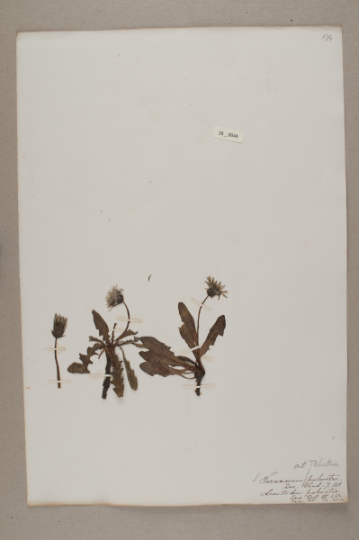 NHM_HH_28.44-2010 image NHM_HH_28.44-2010