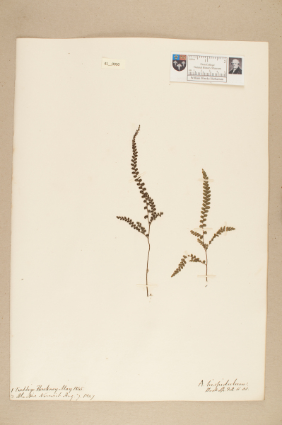 NHM_HH_41.30-2010 image NHM_HH_41.30-2010