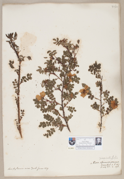 NHM_HH_14.5-2010 image NHM_HH_14.5-2010