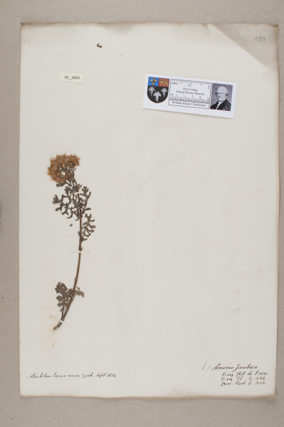 NHM_HH_29.53-2010 image NHM_HH_29.53-2010