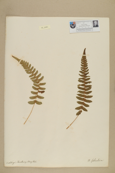 NHM_HH_42.120-2010 image NHM_HH_42.120-2010