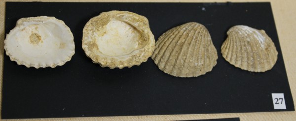 NHM-FT.27__-2016 image NHM-FT.27__-2016