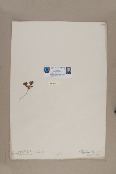 NHM_HH_16.27-2010 image NHM_HH_16.27-2010