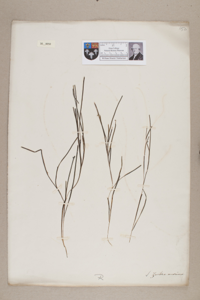 NHM_HH_30.50-2010 image NHM_HH_30.50-2010