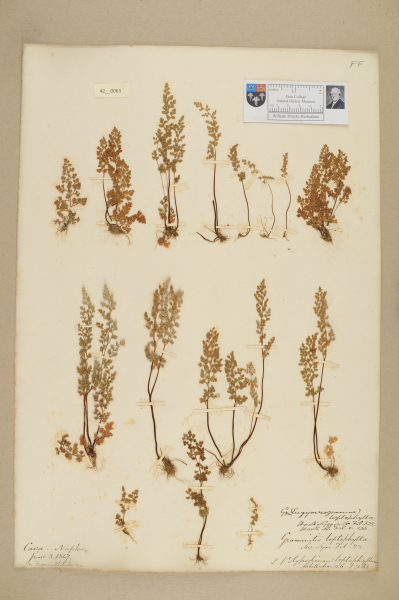 NHM_HH_42.63-2010 image NHM_HH_42.63-2010