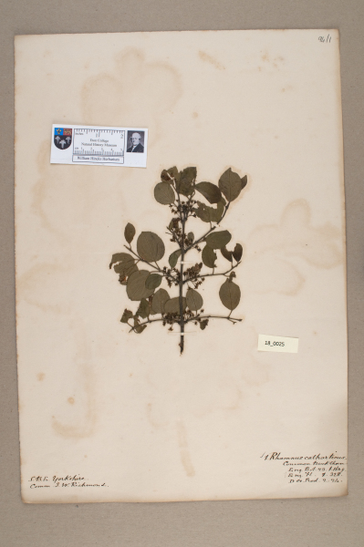 image NHM_HH_18.25-2010