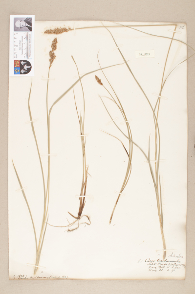 NHM_HH_33.19-2010 image NHM_HH_33.19-2010