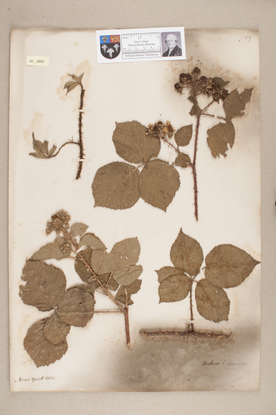 NHM_HH_43.65-2010 image NHM_HH_43.65-2010