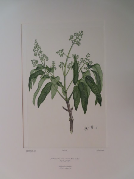 FDA-E.2916_3_7-2016-A image FDA-E.2916_3_7-2016-A