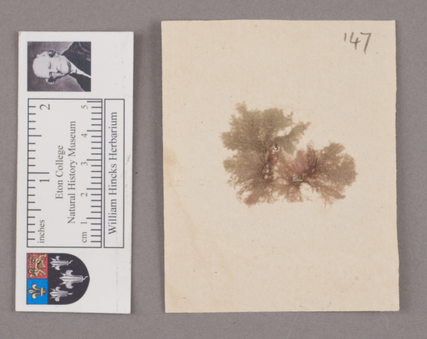 NHM_HH_1.147-2010 image NHM_HH_1.147-2010