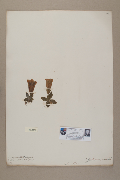 NHM_HH_19.79-2010 image NHM_HH_19.79-2010