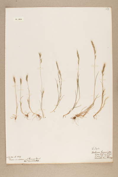 NHM_HH_34.24-2010 image NHM_HH_34.24-2010