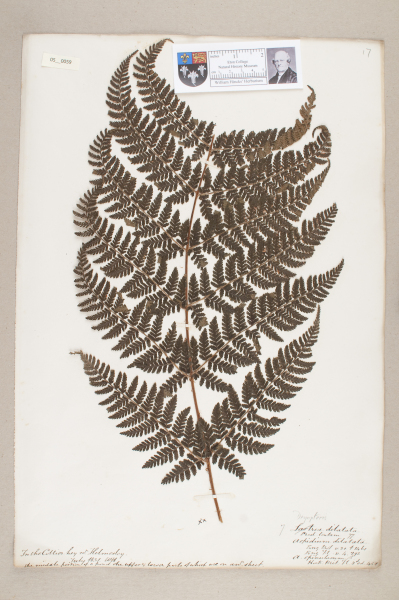 NHM_HH_5.59-2010 image NHM_HH_5.59-2010