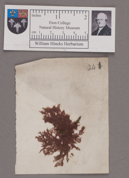 NHM_HH_1.241-2010 image NHM_HH_1.241-2010