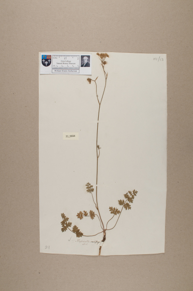 NHM_HH_21.34-2010 image NHM_HH_21.34-2010