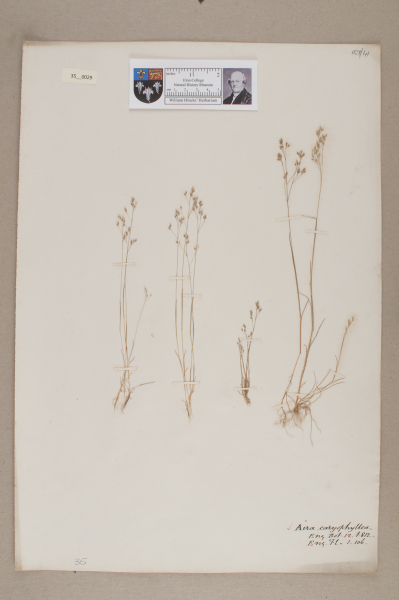 NHM_HH_35.29-2010 image NHM_HH_35.29-2010