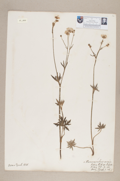 NHM_HH_7.33-2010 image NHM_HH_7.33-2010