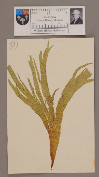 NHM_HH_1.57-2010 image NHM_HH_1.57-2010