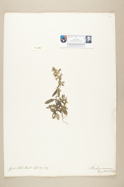 NHM_HH_23.2-2010 image NHM_HH_23.2-2010