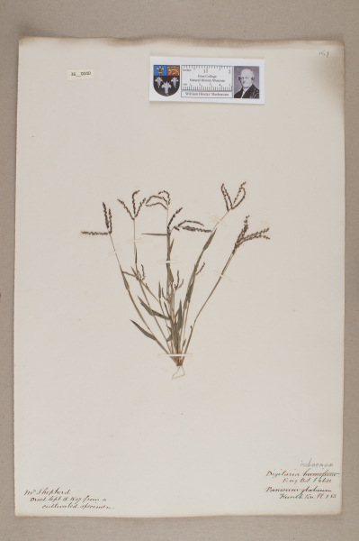 NHM_HH_36.40-2010 image NHM_HH_36.40-2010