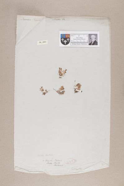 NHM_HH_8.43-2010 image NHM_HH_8.43-2010