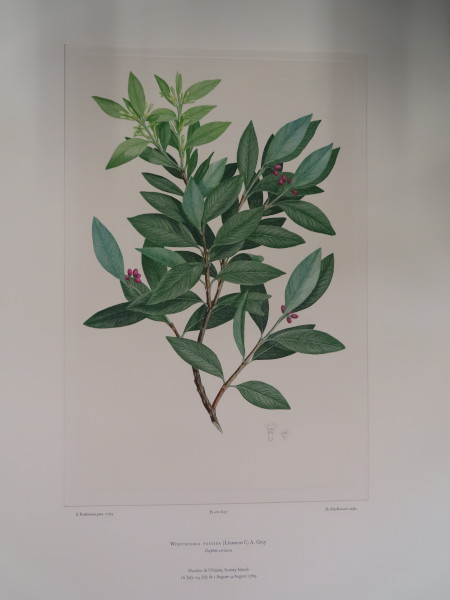 image FDA-E.2916_30_22-2016-A