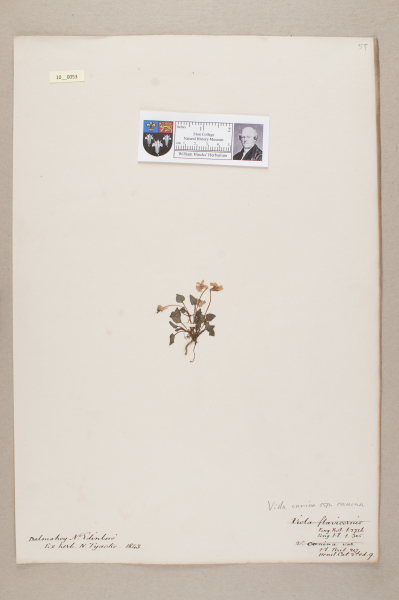 NHM_HH_10.53-2010 image NHM_HH_10.53-2010