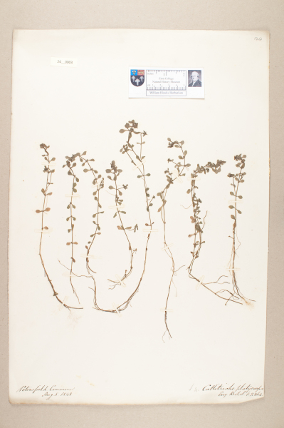 NHM_HH_24.3-2010 image NHM_HH_24.3-2010