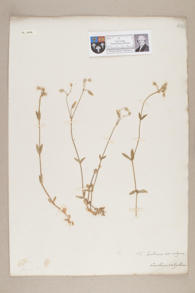 NHM_HH_9.38-2010 image NHM_HH_9.38-2010