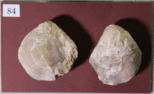 NHM.545-2017 image NHM.545-2017