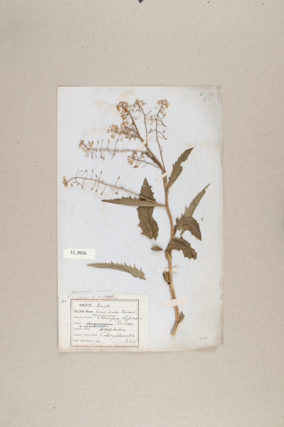 NHM_HH_11.26-2010 image NHM_HH_11.26-2010