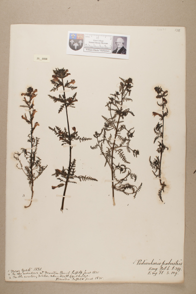 NHM_HH_25.88-2010 image NHM_HH_25.88-2010