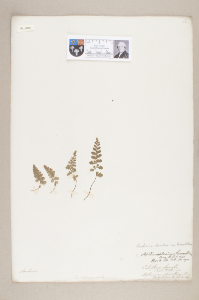 NHM_HH_4.65-2010 image NHM_HH_4.65-2010