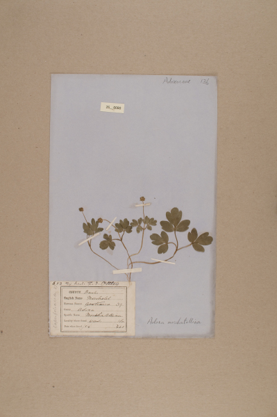 NHM_HH_26.80-2010 image NHM_HH_26.80-2010