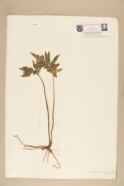 NHM_HH_41.105-2010 image NHM_HH_41.105-2010