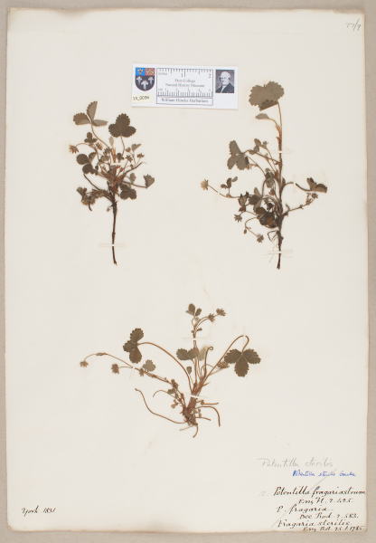 NHM_HH_13.36-2010 image NHM_HH_13.36-2010