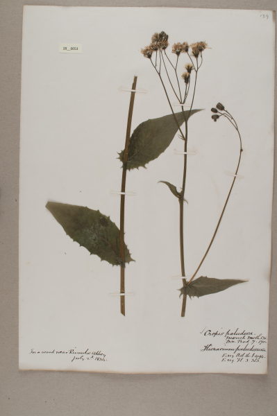 NHM_HH_28.53-2010 image NHM_HH_28.53-2010