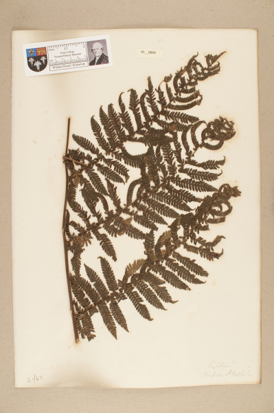 NHM_HH_41.4-2010 image NHM_HH_41.4-2010