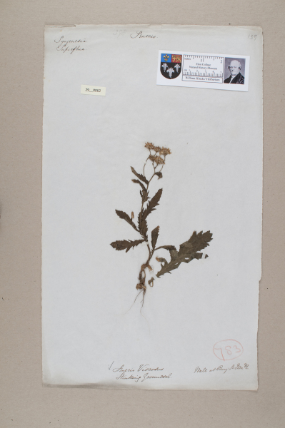 NHM_HH_29.62-2010 image NHM_HH_29.62-2010