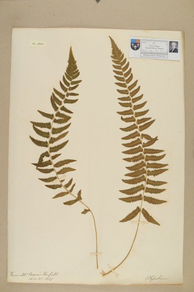 NHM_HH_42.13-2010 image NHM_HH_42.13-2010