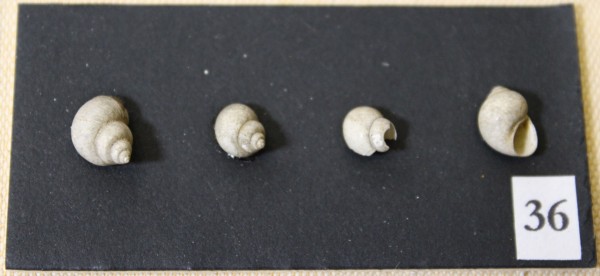 NHM-FT.36__-2016 image NHM-FT.36__-2016