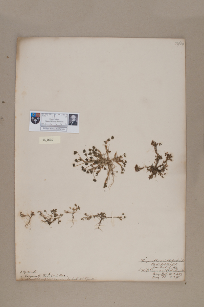 NHM_HH_16.36-2010 image NHM_HH_16.36-2010