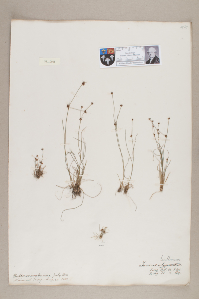 NHM_HH_31.13-2010 image NHM_HH_31.13-2010