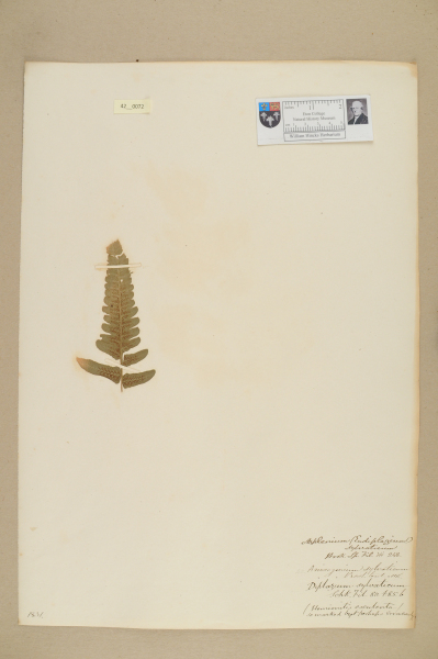 NHM_HH_42.72-2010 image NHM_HH_42.72-2010