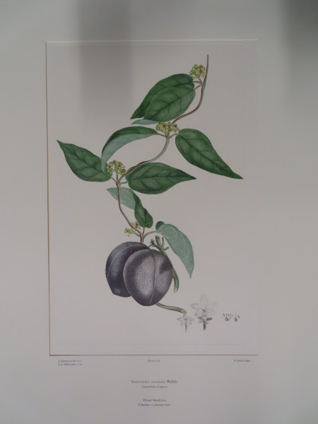 FDA-E.2916_17_15-2016 image FDA-E.2916_17_15-2016