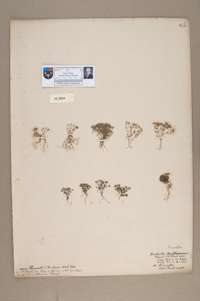 NHM_HH_18.34-2010 image NHM_HH_18.34-2010