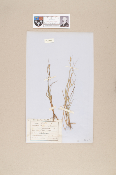 NHM_HH_33.28-2010 image NHM_HH_33.28-2010