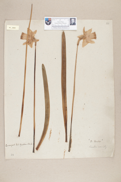 image NHM_HH_44.2-2010