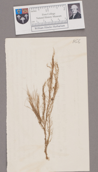 NHM_HH_1.156-2010 image NHM_HH_1.156-2010