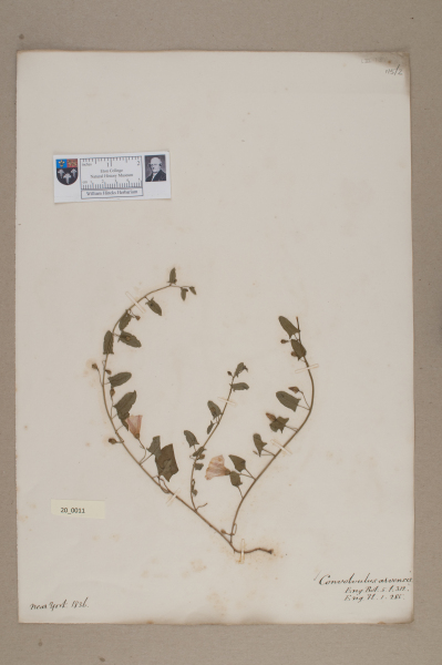 NHM_HH_20.11-2010 image NHM_HH_20.11-2010